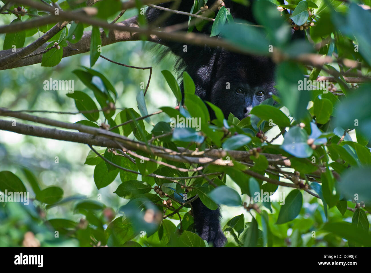 An adult howler monkey in the trees near Caracol Mayan ruins, Cayo District, Belize. Stock Photo