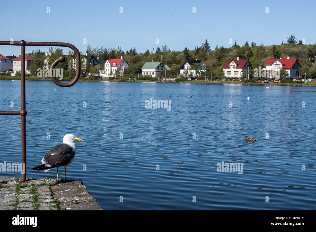 SEAGULL BY TJORNIN LAKE WITH IN THE BACKGROUND THE LITTLE DANISH HOUSES ON TJARNARGATA STREET REYKJAVIK CITY CENTRE ICELAND Stock Photo