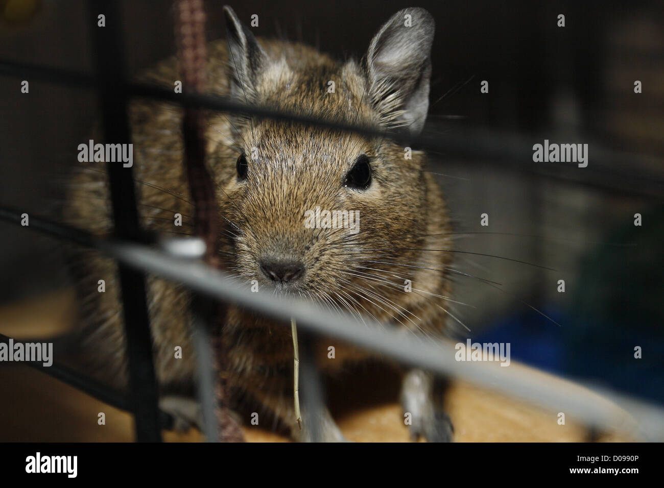 degu looking out of cage Octodon Degus Stock Photo - Alamy