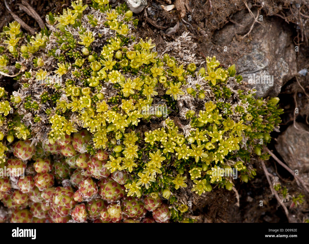 Mossy Cyphel (Minuartia sedoides)  in flower, French Alps Stock Photo
