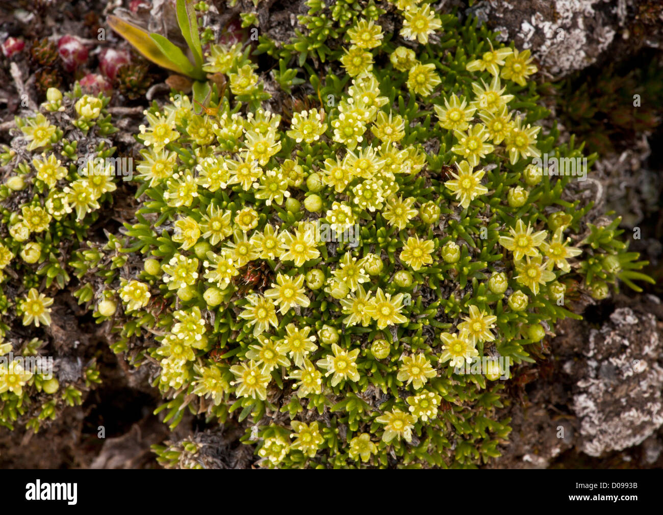 Mossy Cyphel (Minuartia sedoides)  in flower, French Alps Stock Photo
