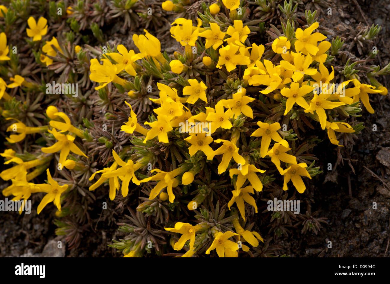 Clump of Douglasia (Androsace vitaliana) French Alps Stock Photo
