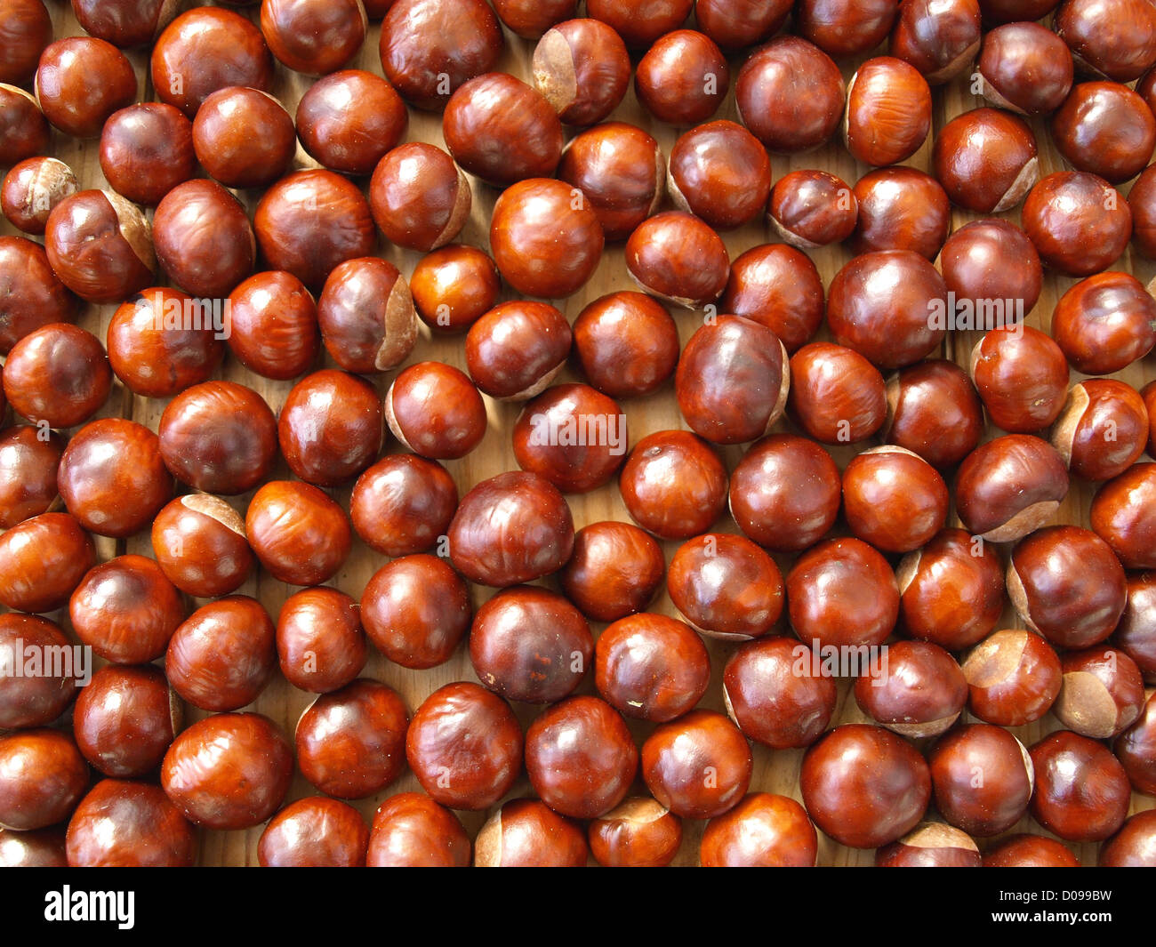 conkers, horse-chestnuts / Kastanien Stock Photo