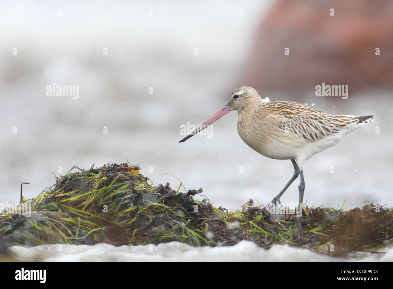 Bar-tailed Godwit (Limosa lapponica) at Baltic sea shore, Europe. Stock Photo