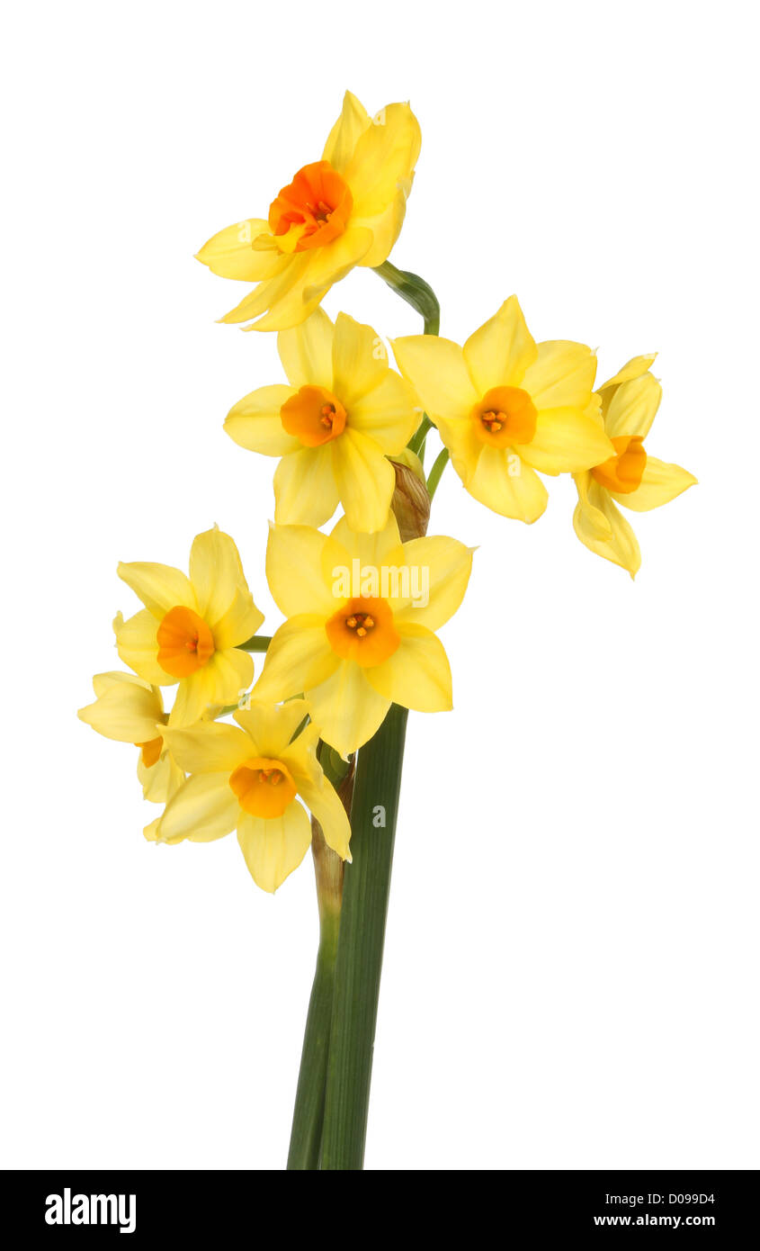 Multi headed daffodil flowers isolated against white Stock Photo Alamy