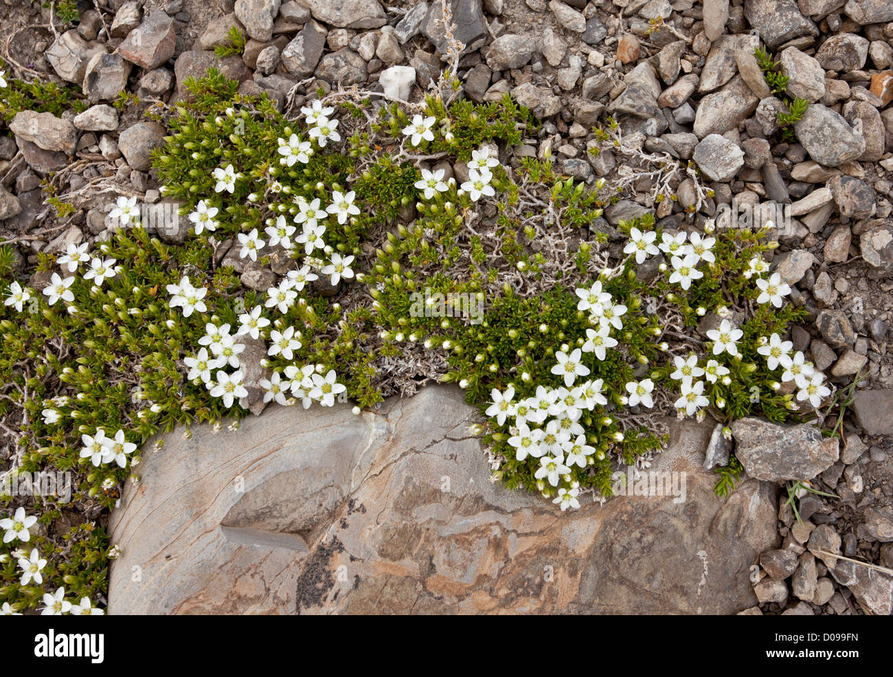 A dwarf sandwort (Arenaria ciliata) close-up, the col d'Allos, maritime alps, France, Europe Stock Photo