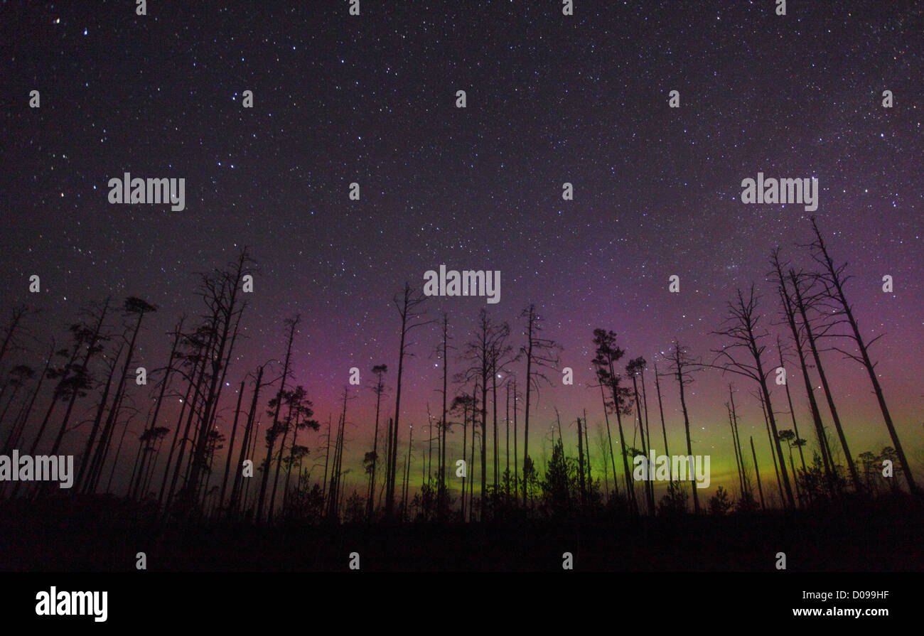 Night in the bog with trees and Northern lights (Aurora Borealis) in the sky. Estonia, Europe, 14.april 2012. Stock Photo