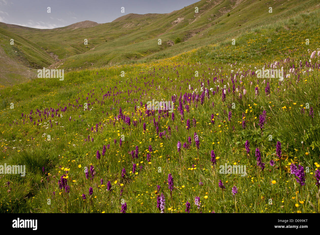 mass of orchids in wet flush, mainly marsh orchids (Dactylorhiza cruenta and D. majalis) Col d'Allos, Maritime Alps, France Stock Photo
