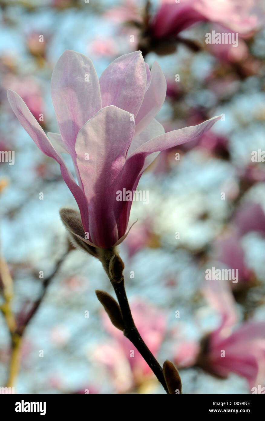 The pink flowers of Magnolia salicifolia. Bedgebury Forest , Kent, UK.  17 April 2010 Stock Photo