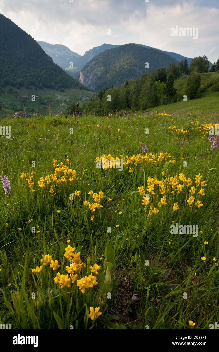 Flowery mountain pasture, with Winged Broom and Fragrant Orchids, Piatra Craiului mountains, Romania. Stock Photo