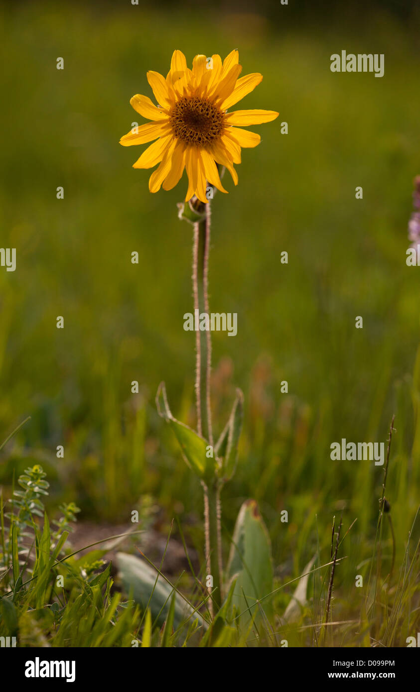 Alpine Arnica (Arnica montana) close-up, in flower, Romania, Europe. Medicinal plant. Stock Photo