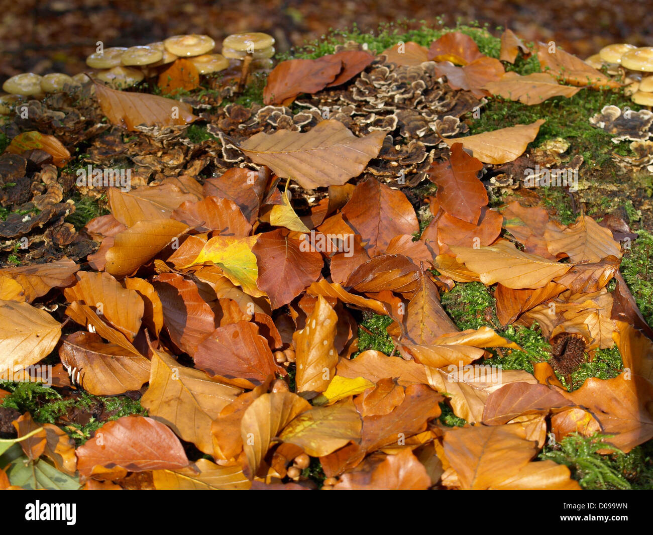 stump with foliage, mushrooms sheathed woodtuft and coriolus versicolor Stock Photo