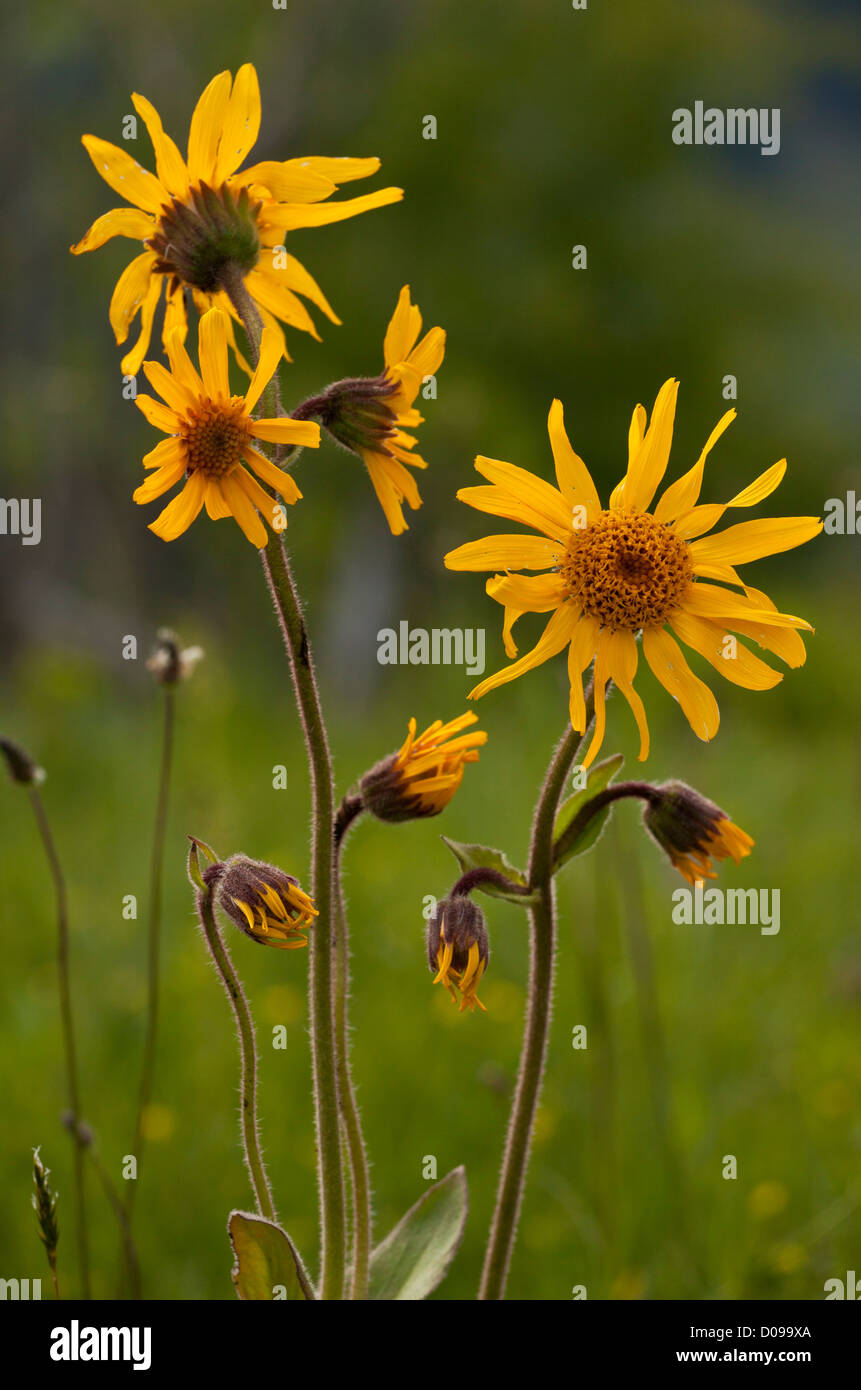Alpine Arnica (Arnica montana) close-up, in flower, Romania, Europe. Medicinal plant. Stock Photo
