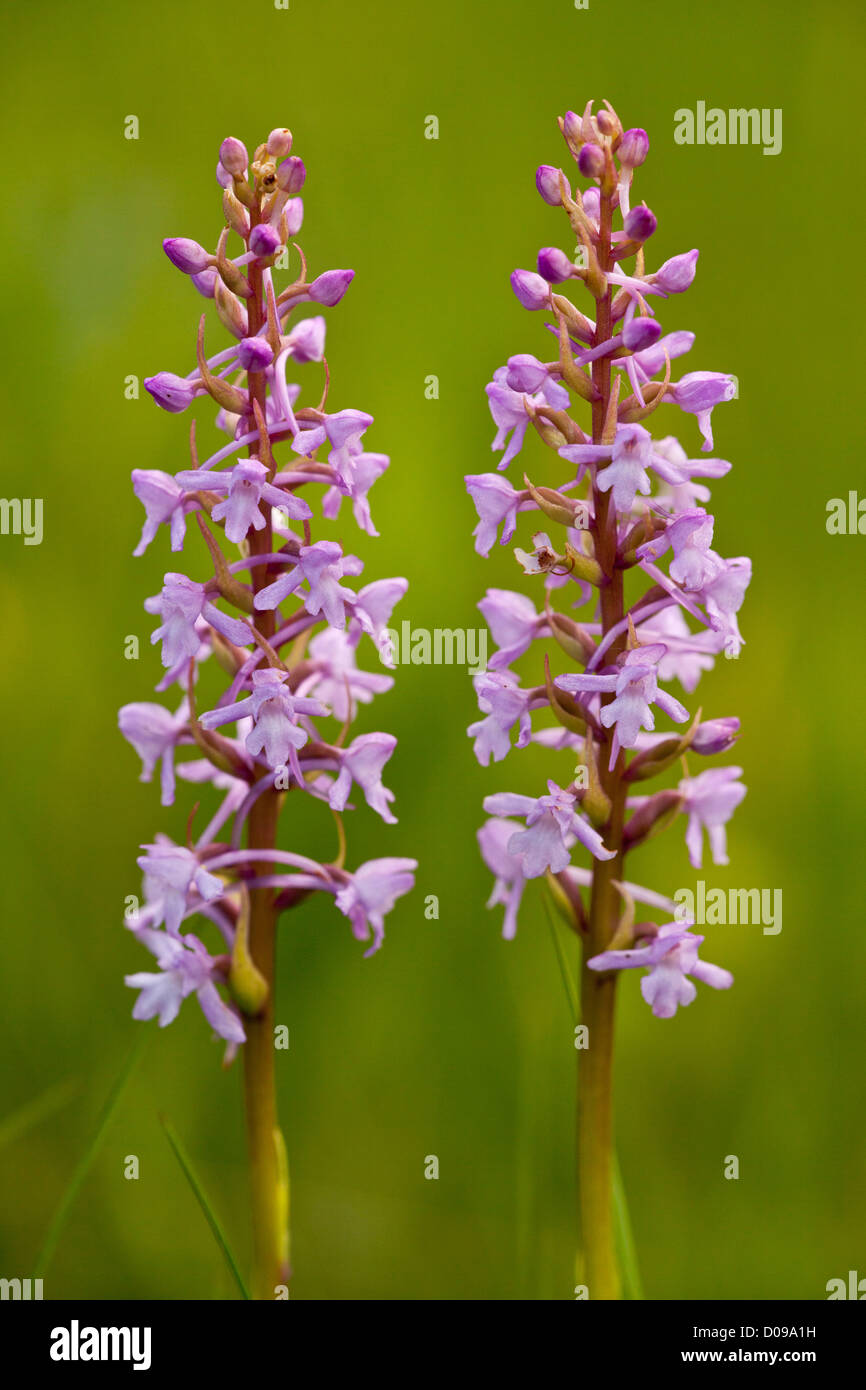 Fragrant Orchids (Gymnadenia conopsea) in flower in limestone grassland, closeup Stock Photo