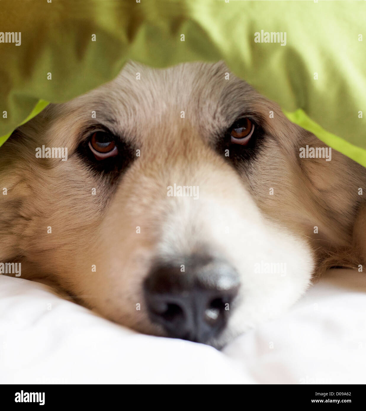 Great Pyrenees dog peeking out from blanket. Stock Photo