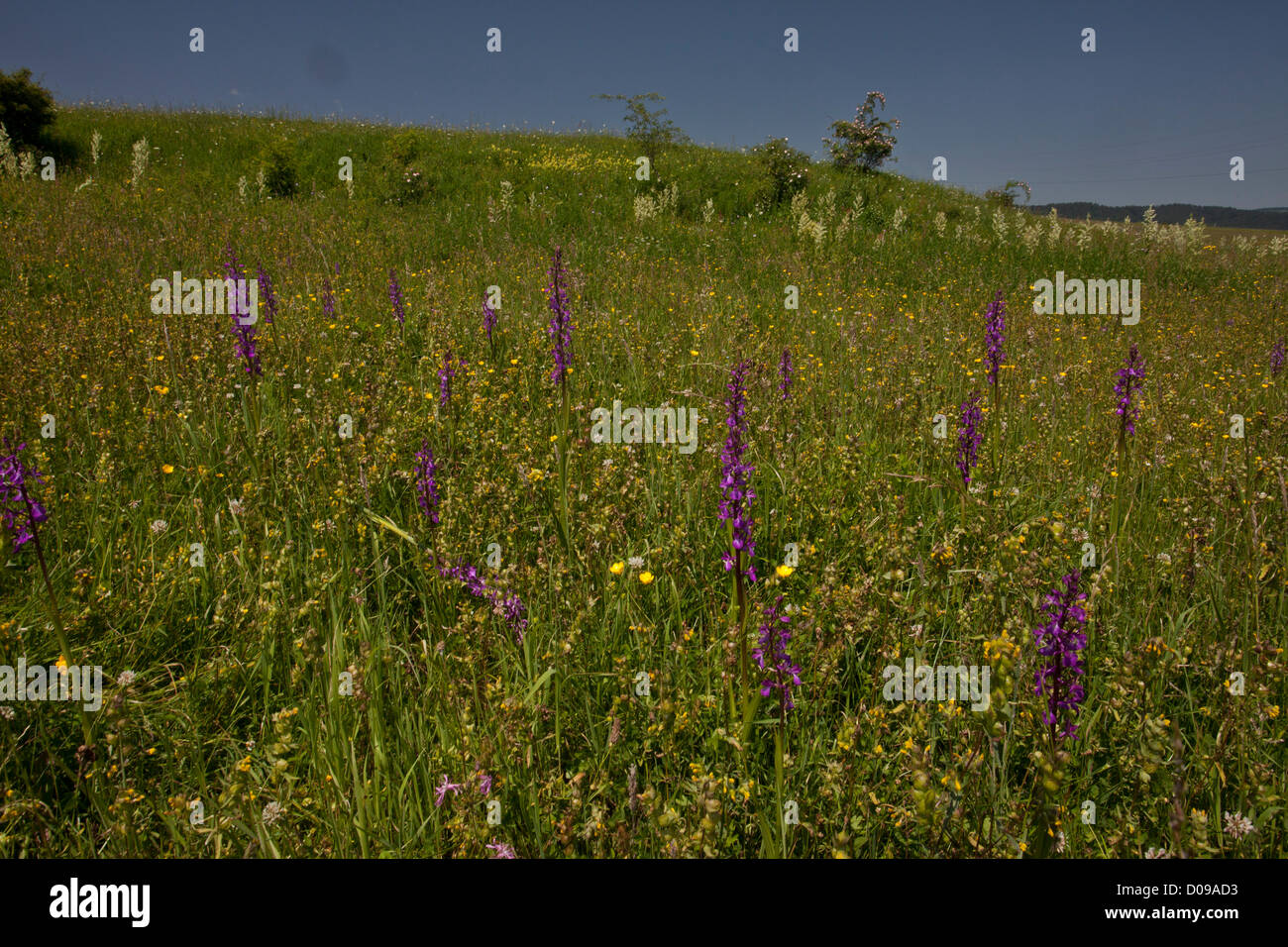 Bog orchids (Orchis elegans = O. palustris) in wet pasture in the Piatra Craiului mountains, Romania, Europe Stock Photo
