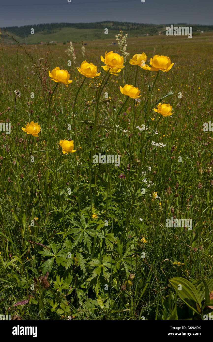 Globeflowers (Trollius europaeus) in flower in montane meadow. Stock Photo