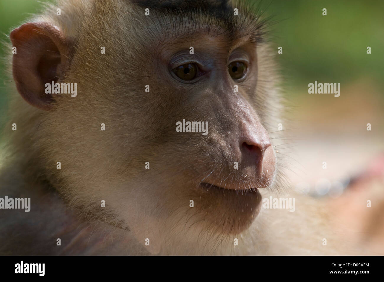 Albino Rhesus Macaque, Ko Samui, 2009 Stock Photo - Alamy