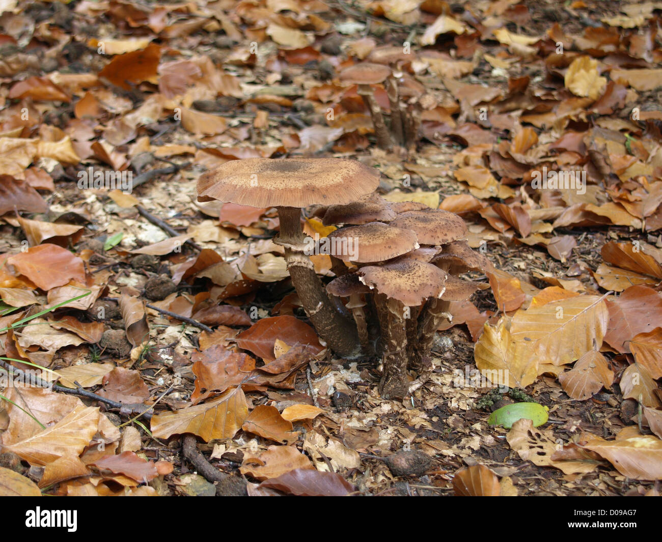 Honey Fungus on a foliage wood ground Stock Photo
