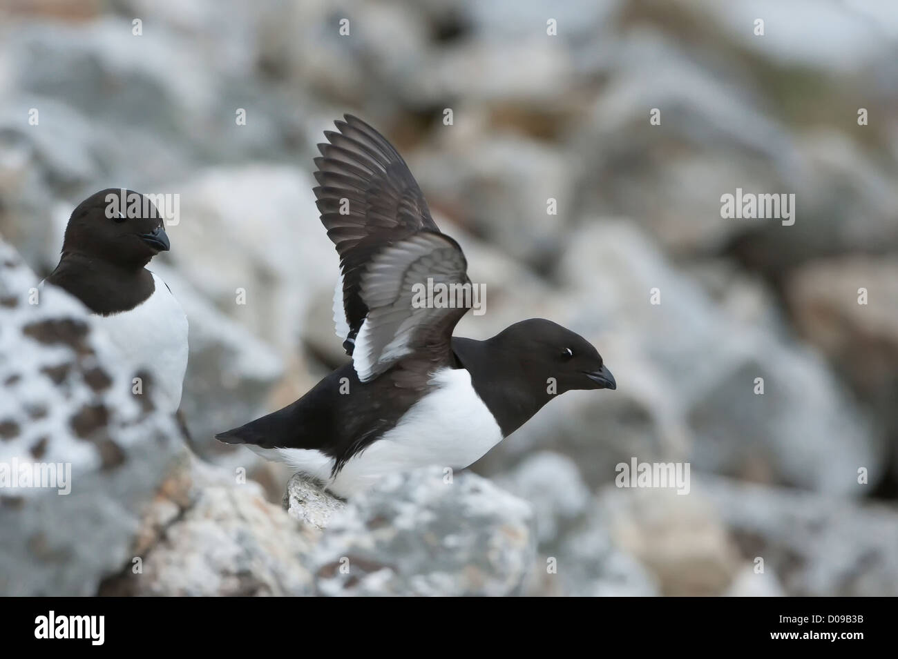 Little Auk (Alle Alle), Svalbard Archipelago, Arctic Norway Stock Photo