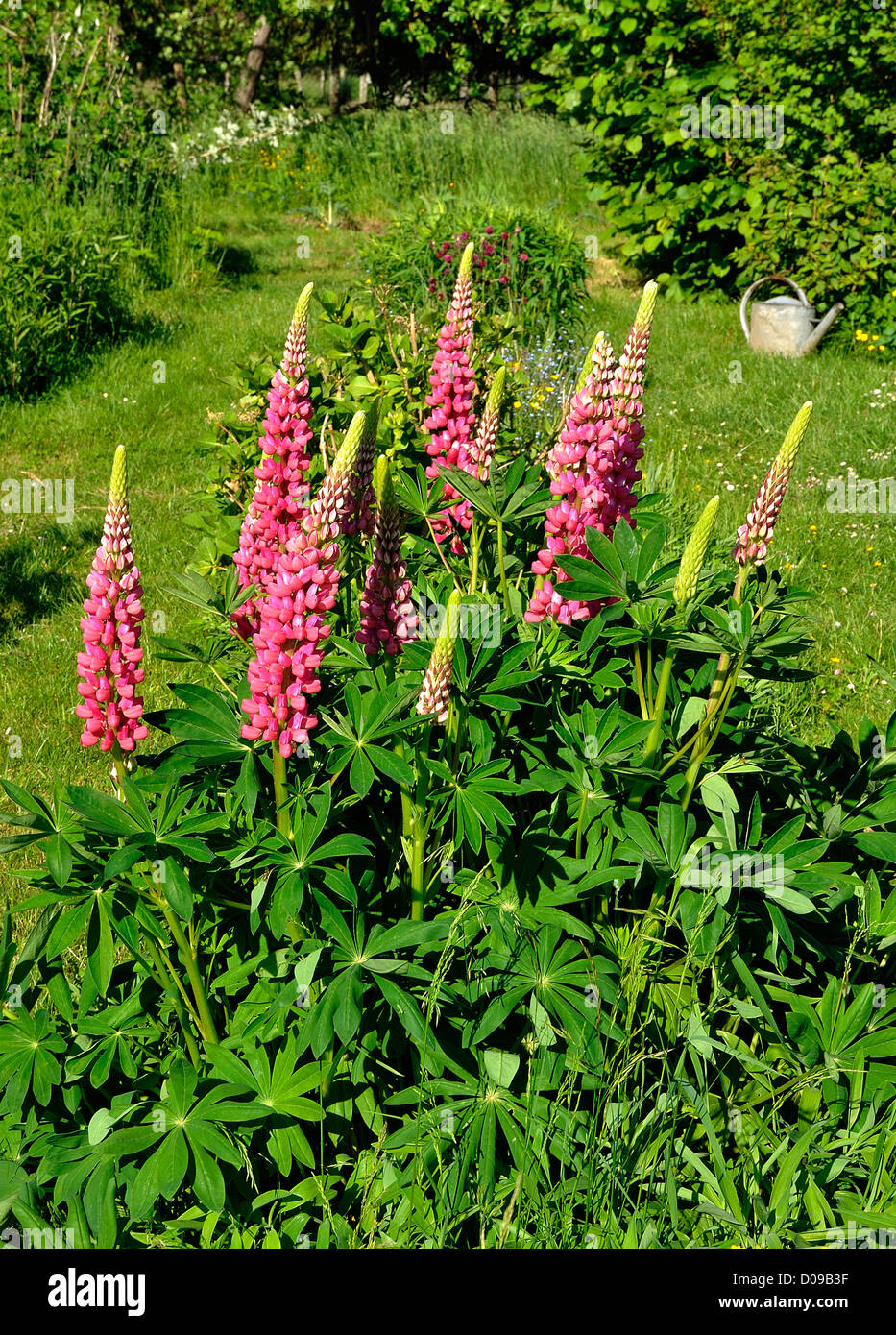 Massif of lupines (Lupinus polyphyllus, Russell Hybrid), in a garden, in may ('Potager de Suzanne'), Le Pas, Mayenne. Stock Photo