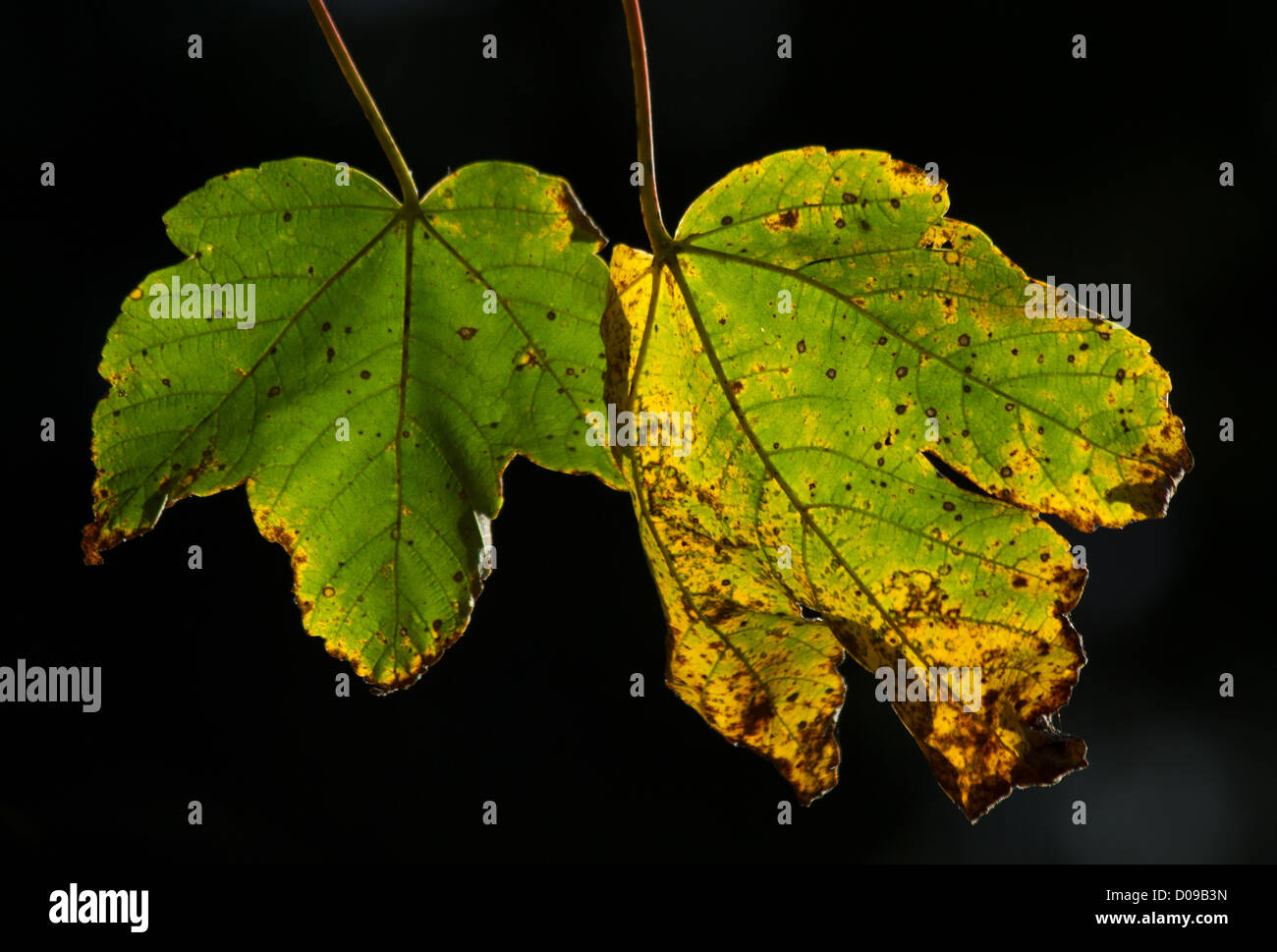 Two broad leaves hi-res stock photography and images - Alamy