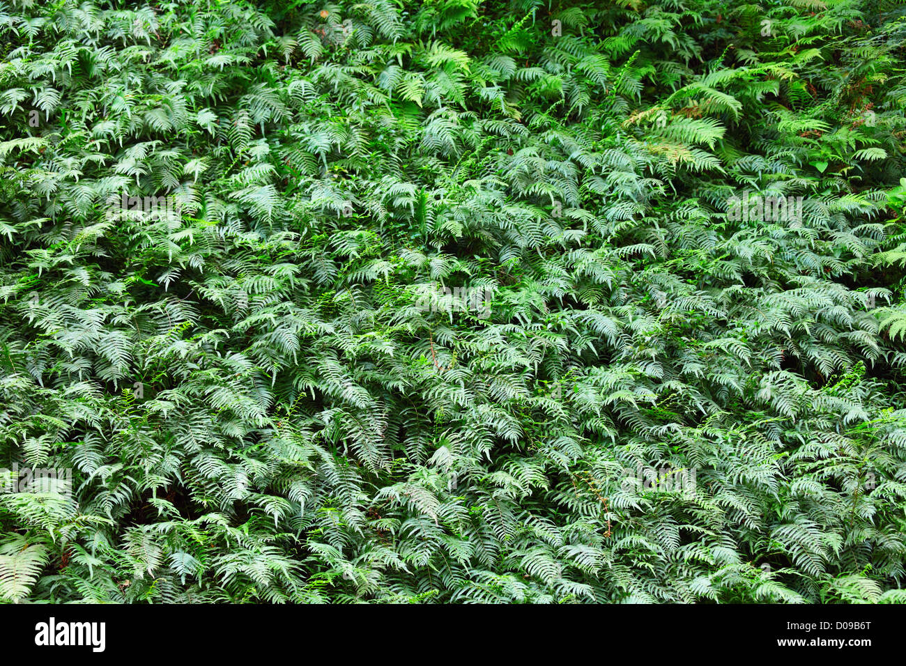 Tropical plants background hi-res stock photography and images - Alamy