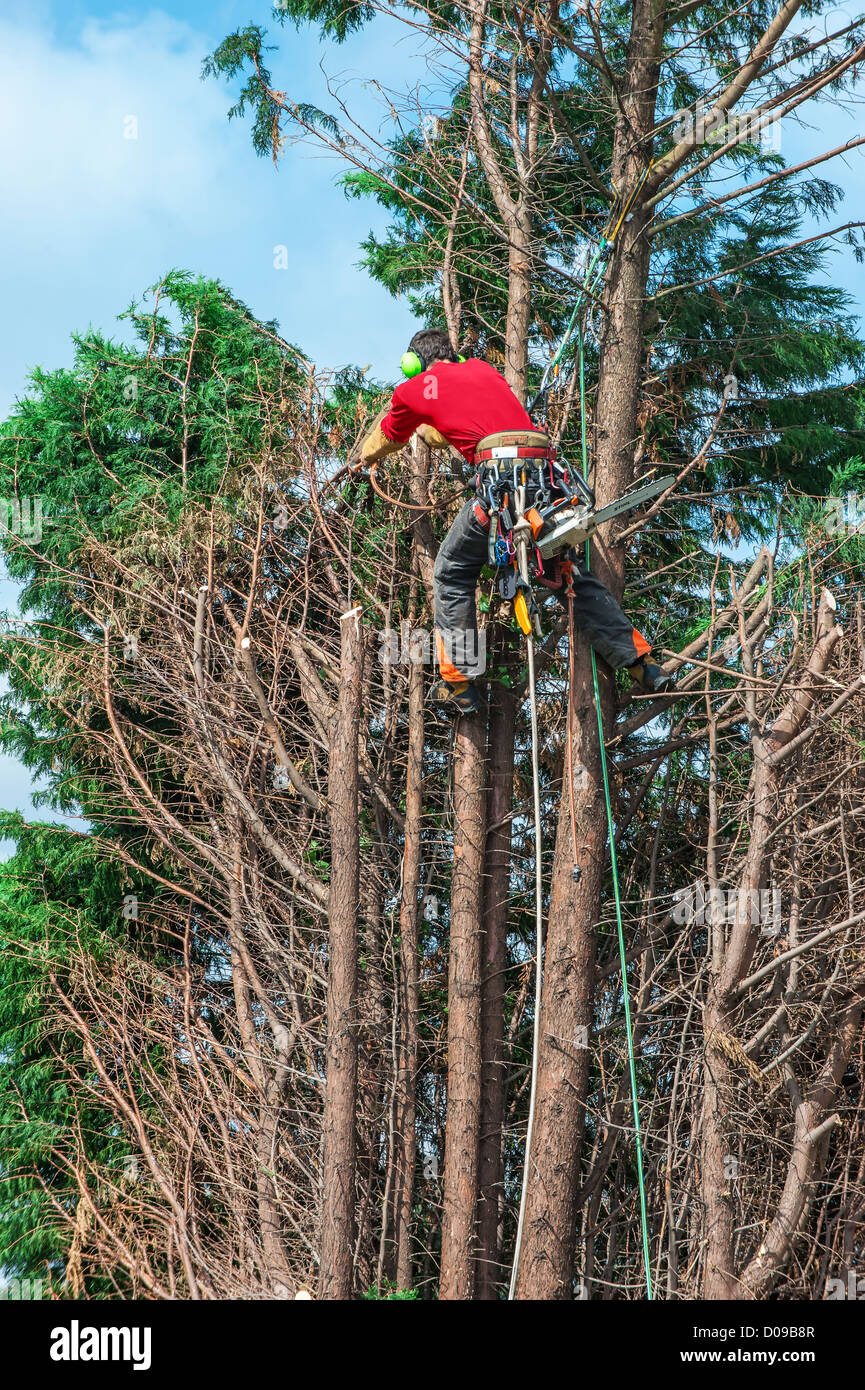 Tree trimmer climbing tree hires stock photography and images Alamy