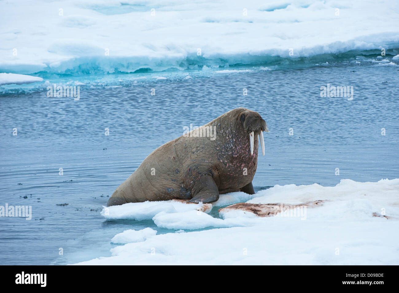 Walrus (Odobenus rosmarus), Torellneset Island, Svalbard Archipelago, Arctic Norway Stock Photo