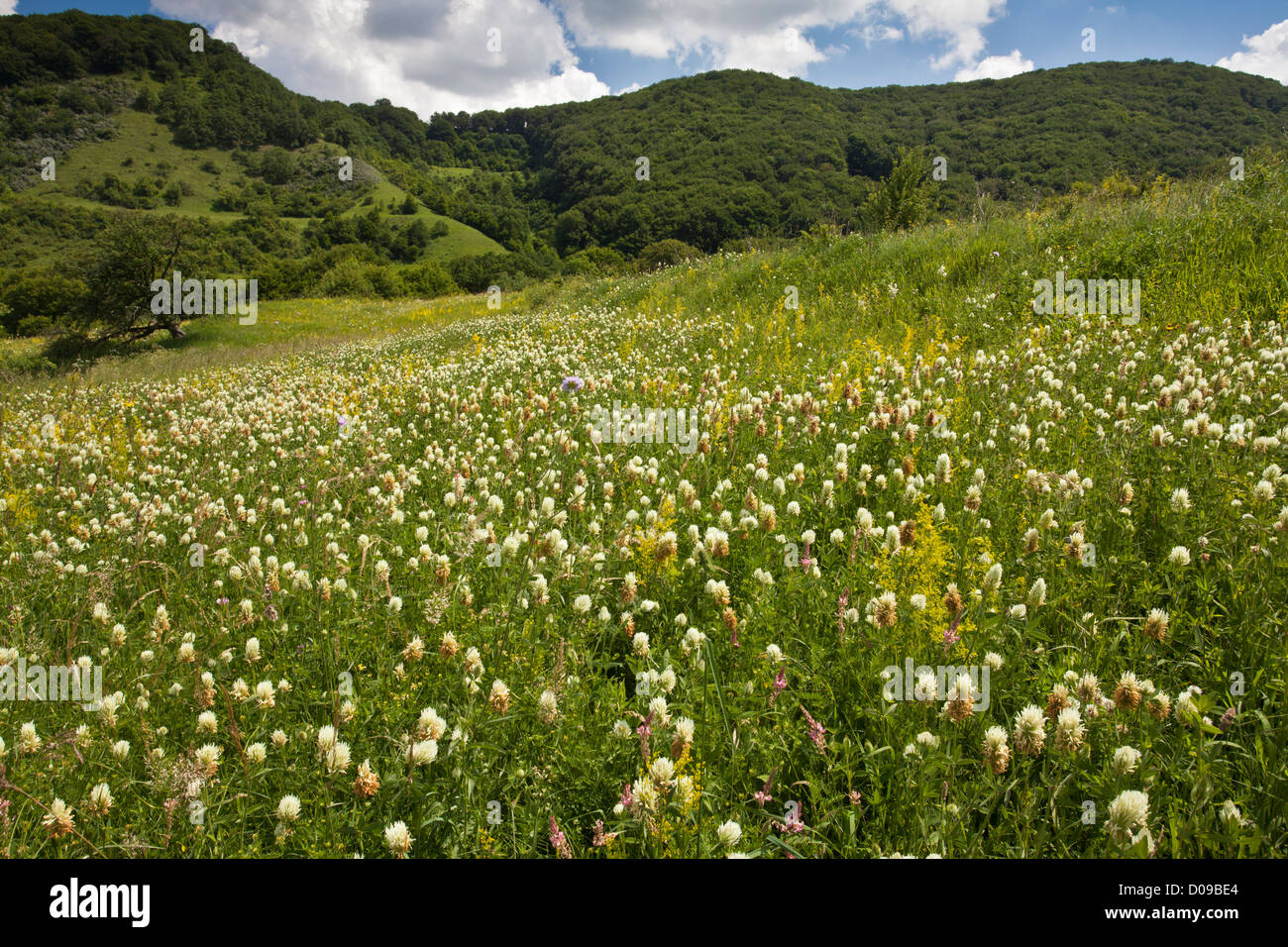 Masses of Hungarian clover (Trifolium pannonicum) in grasslands, Transylvania, Romania, Europe Stock Photo