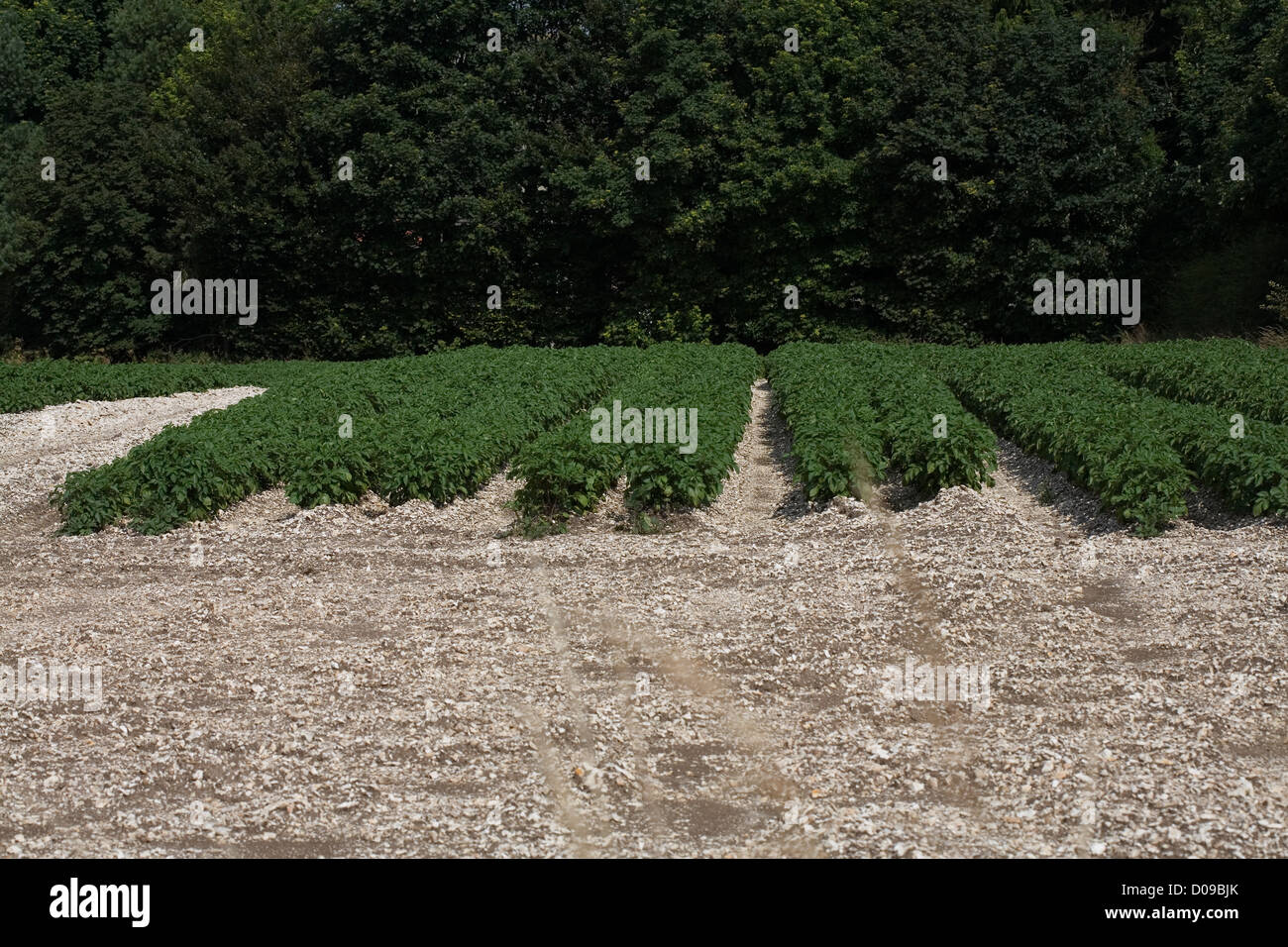 Potatoes growing in chalky soil in a field at Wharram Percy Yorkshire Wolds East Yorkshire