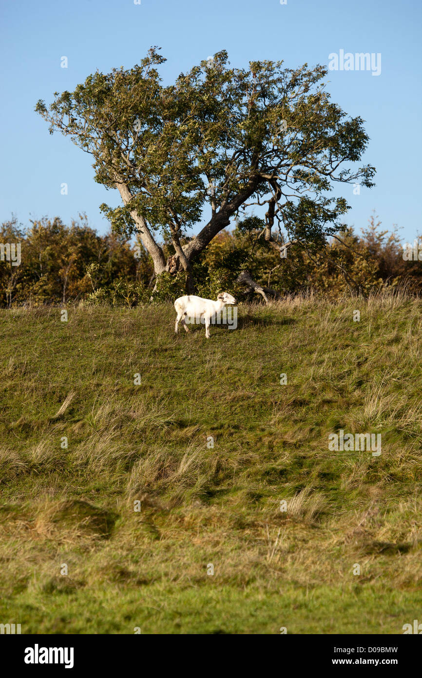 Sheep in field under a tree Stock Photo