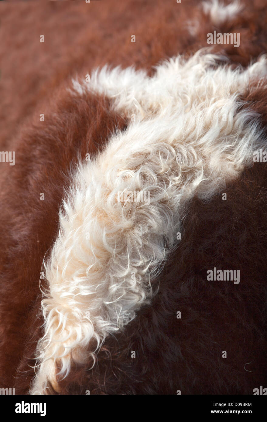 Beef hide hires stock photography and images Alamy
