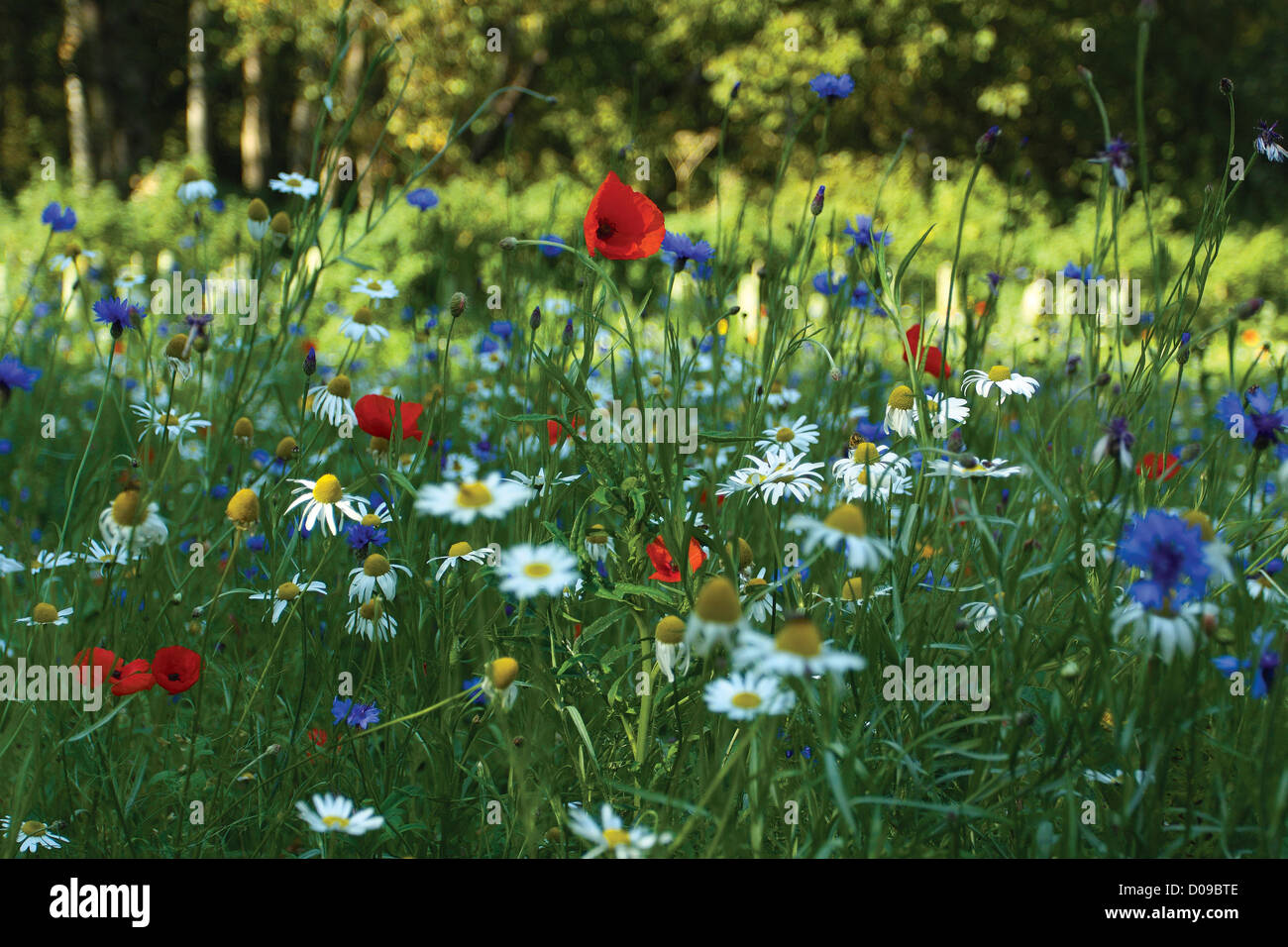 Wildflowers in Roslin Glen near the village of Roslin, Midlothian Stock