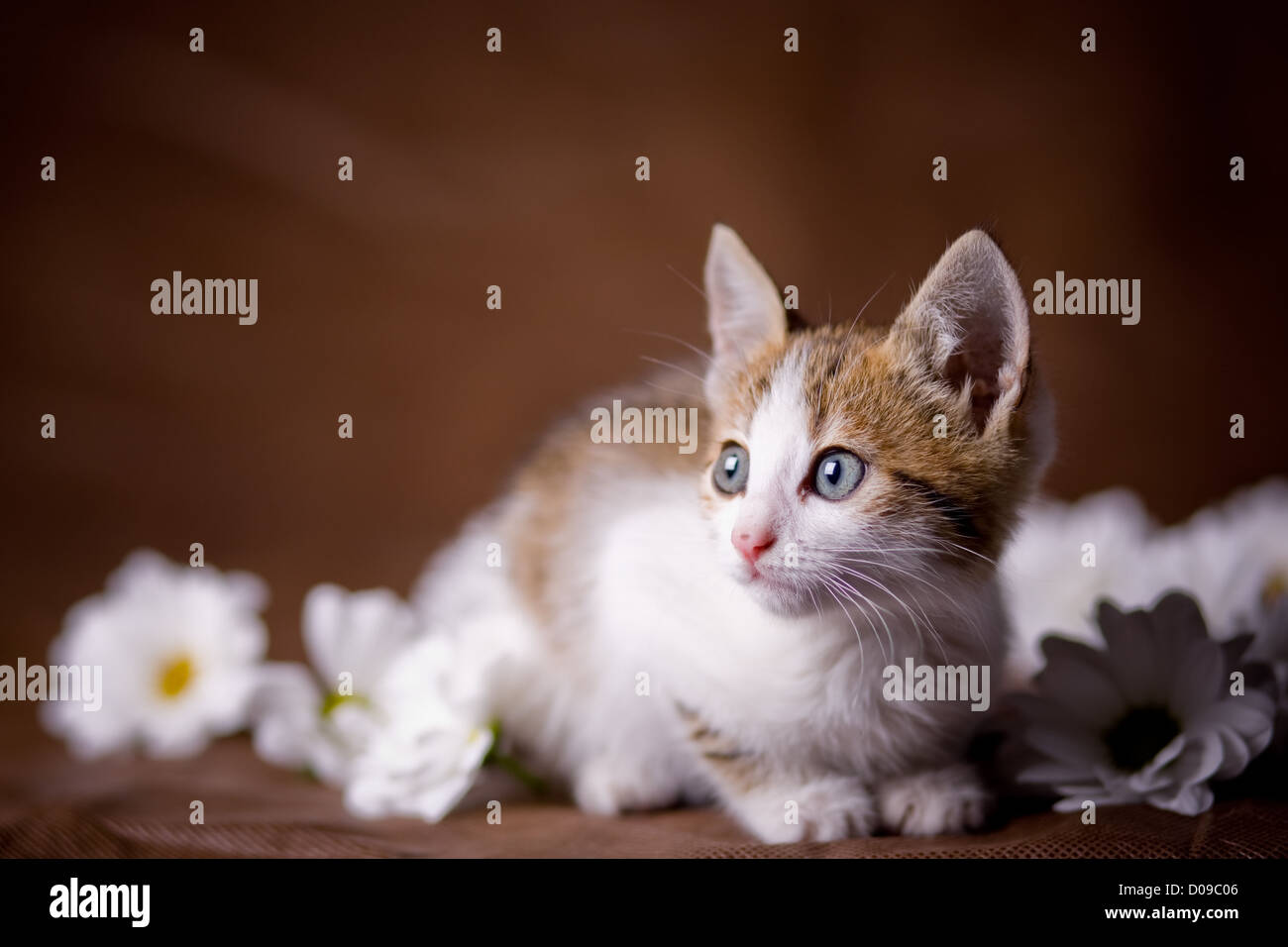 Little kitten among flowers on brown studio background Stock Photo - Alamy