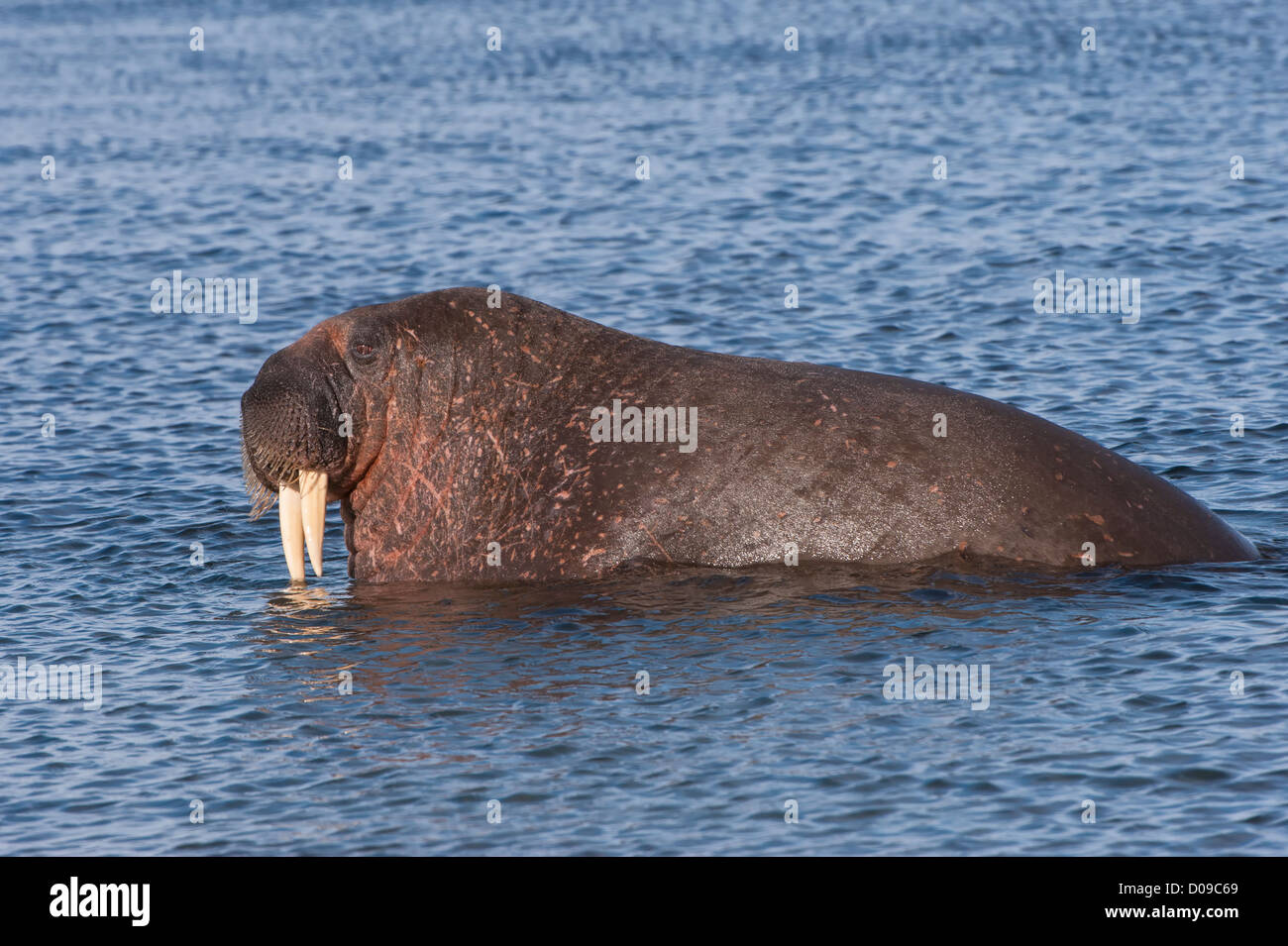 Walrus (Odobenus rosmarus), Prins Karls Forland, Svalbard Archipelago, Arctic Norway Stock Photo