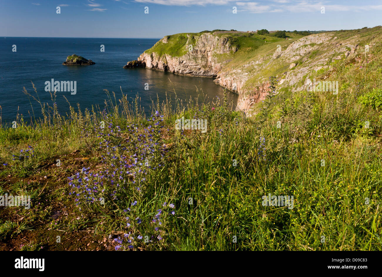 Cliffs at south-western end of Berry Head NNR Torbay, Devon, with Viper's bugloss and other flowers. Stock Photo