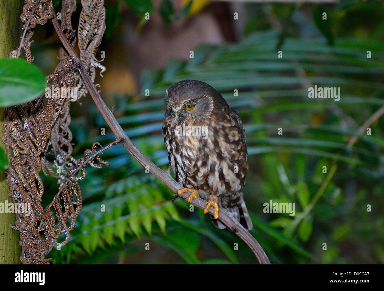 The Morepork - Tasmanian Spotted Owl or Southern Boobook, a small brown owl found across New Zealand and Australia Stock Photo