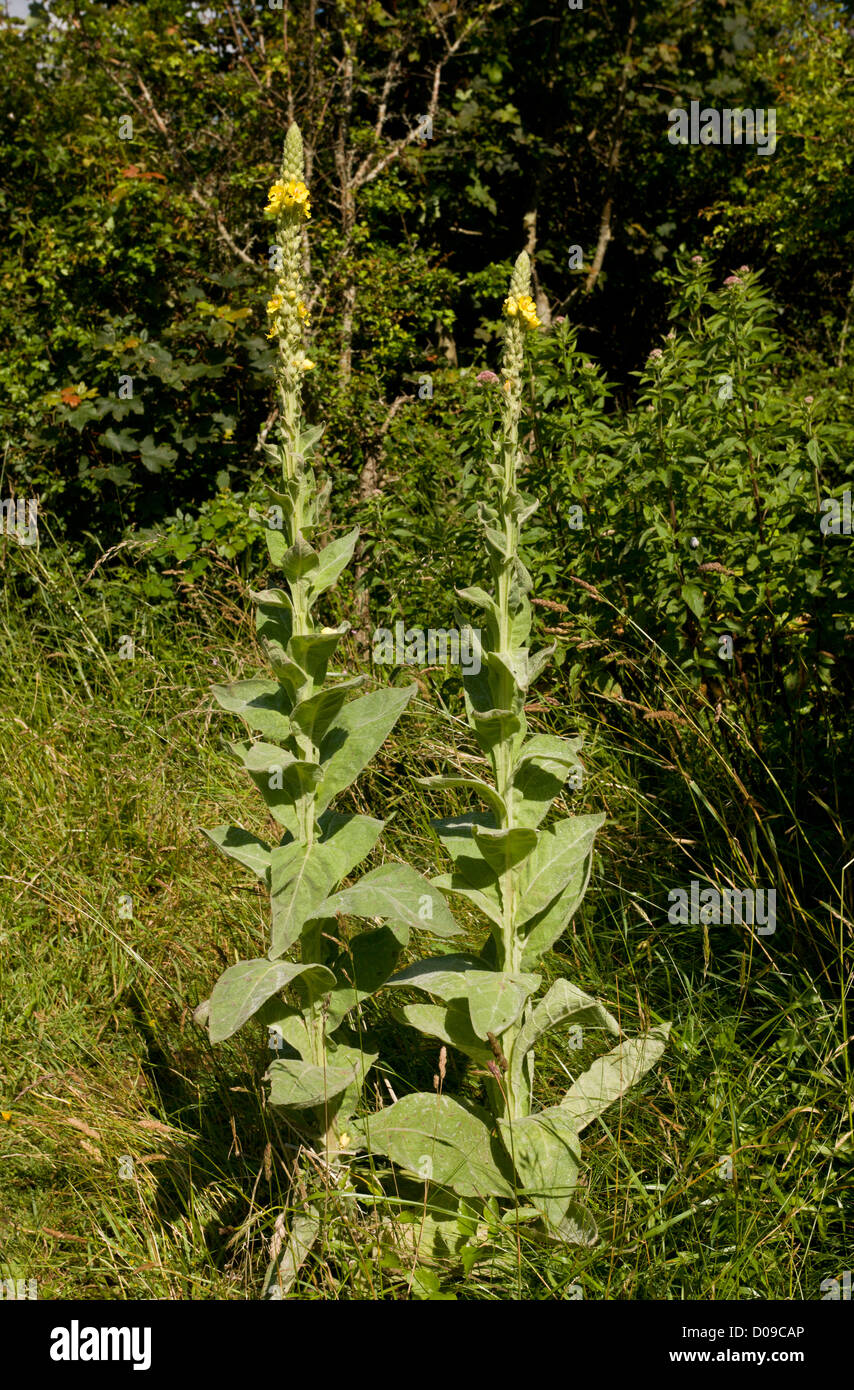 Great Mullein (Verbascum thapsus) in flower Stock Photo