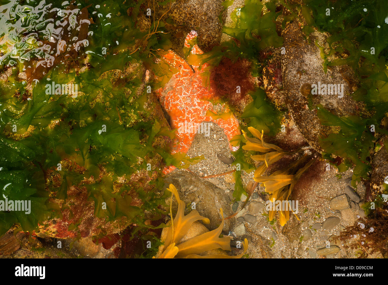 Ochre sea star among the sea weeds in a tidepool north of Hole-in-the-Wall along the wilderness coast in Olympic National Park. Stock Photo
