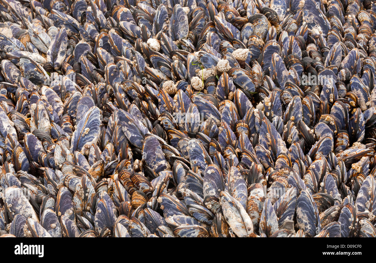 WASHINGTON A bed of mussels and barnacles in the intertidal zone