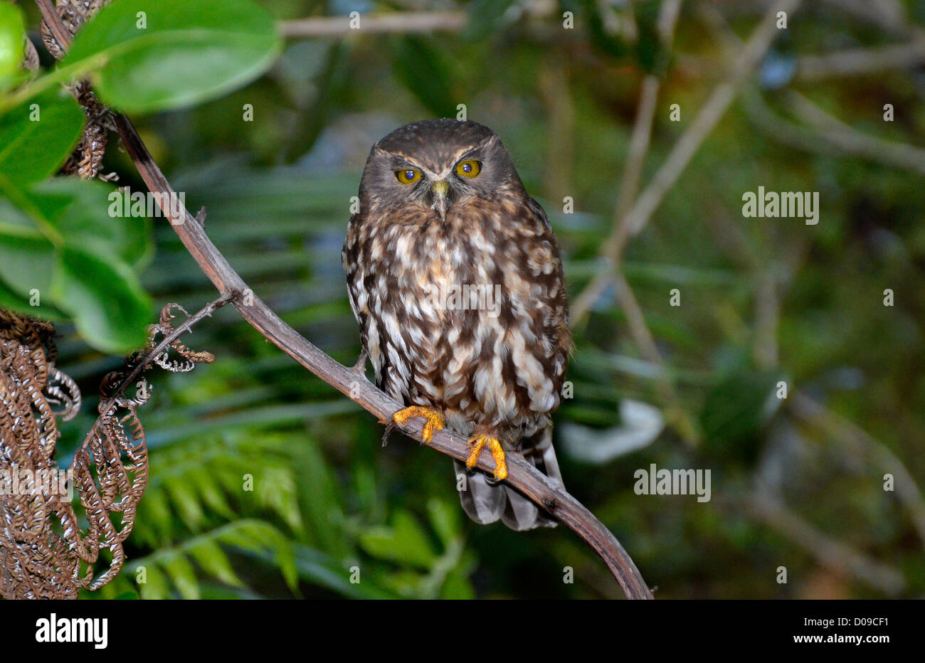 The Morepork - Tasmanian Spotted Owl or Southern Boobook, a small brown owl found across New Zealand and Australia Stock Photo