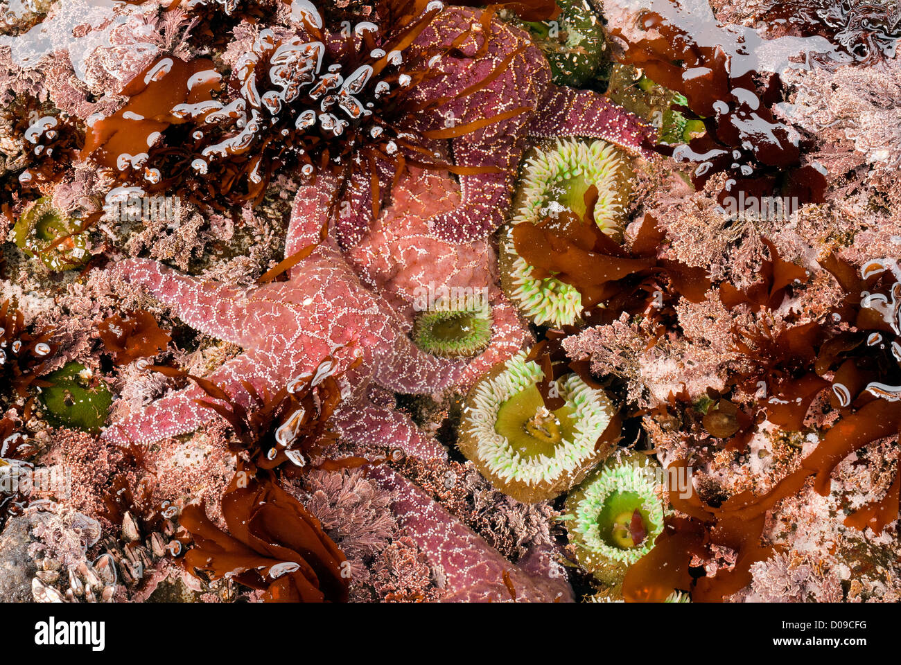 Ochre sea stars and Giant Green anemones in tidepool in the intertidal zone along the wilderness coast in Olympic National Park. Stock Photo