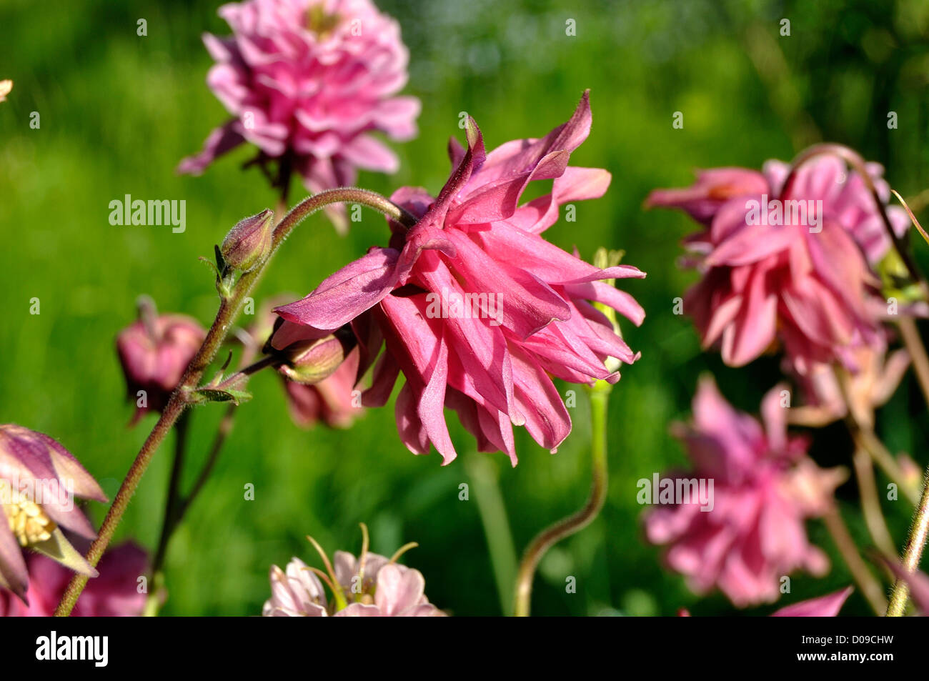 Columbine in bloom in a garden (Aquilegia caerulea), in may, perennial plant. Stock Photo