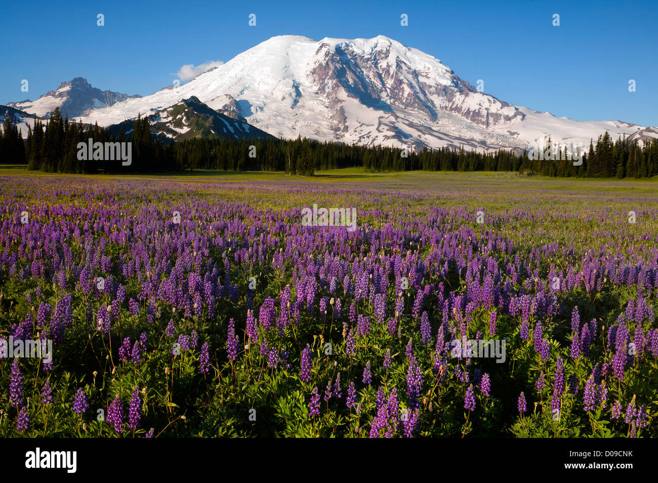 WA06960-00...WASHINGTON - Lupine covered meadow at Grand Park and Mount Rainier in Mount Rainier National Park. Stock Photo