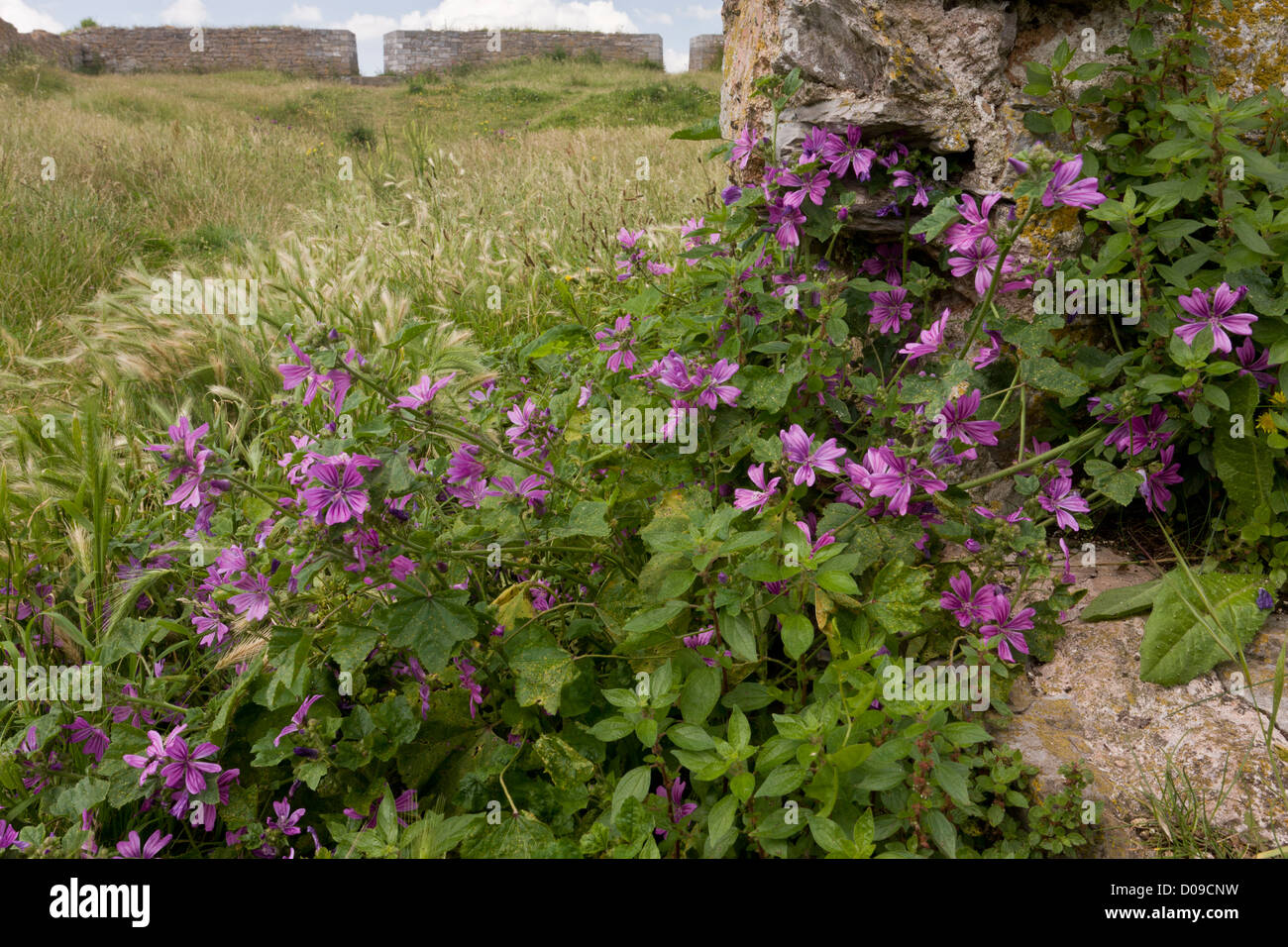 Common Mallow (Malva sylvestris) in the ruins of South Fort, Berry Head NNR Torbay, Devon, England, UK Stock Photo