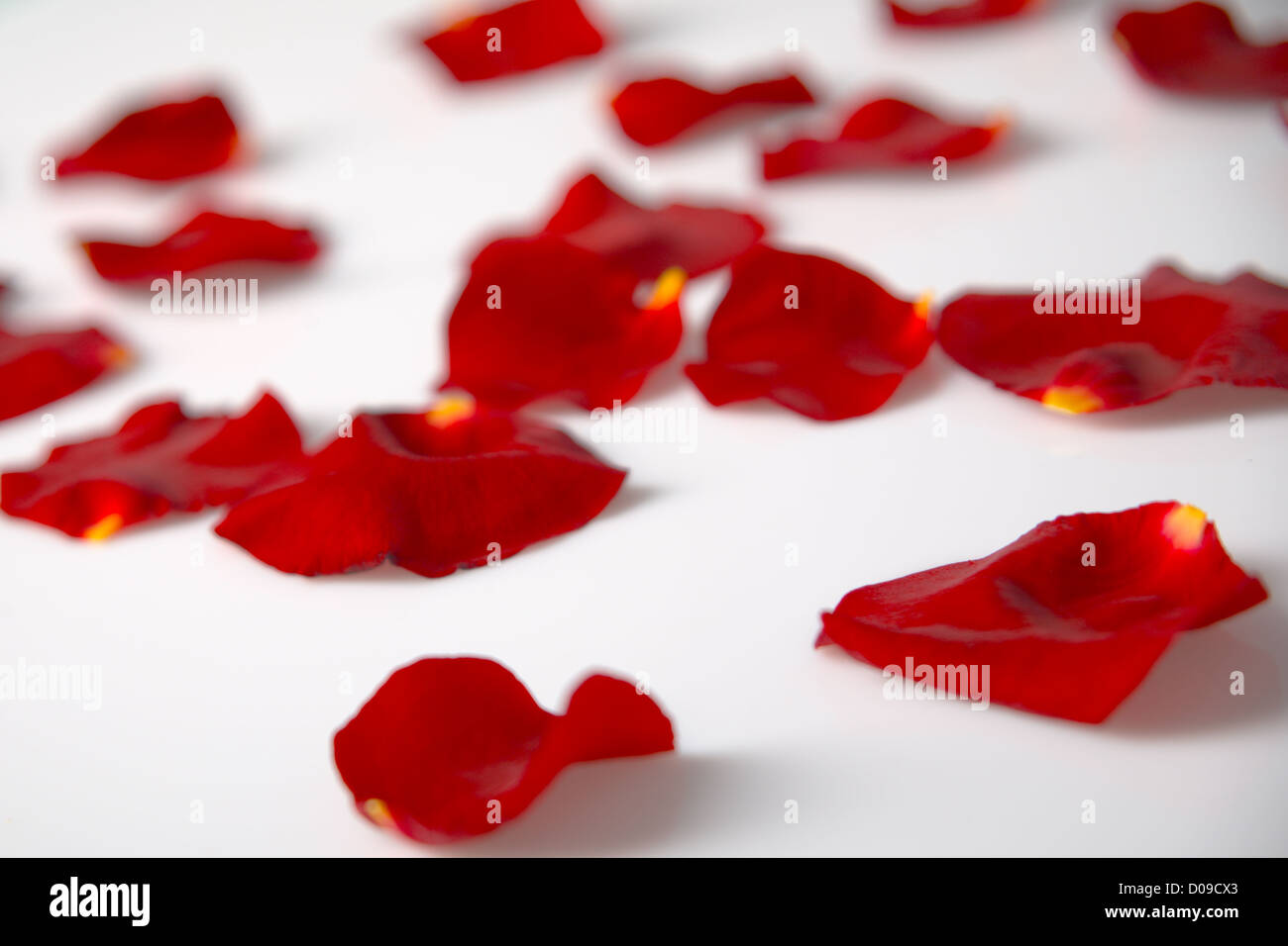 Sparsed red rose petals on white background Stock Photo