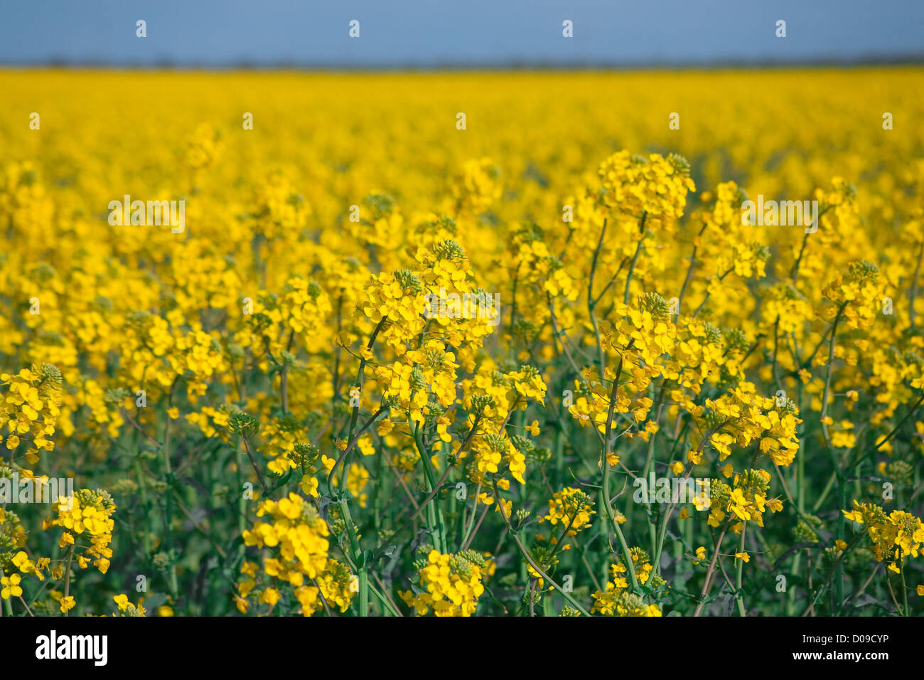Rape field and blue sky Focus in the foreground Stock Photo - Alamy