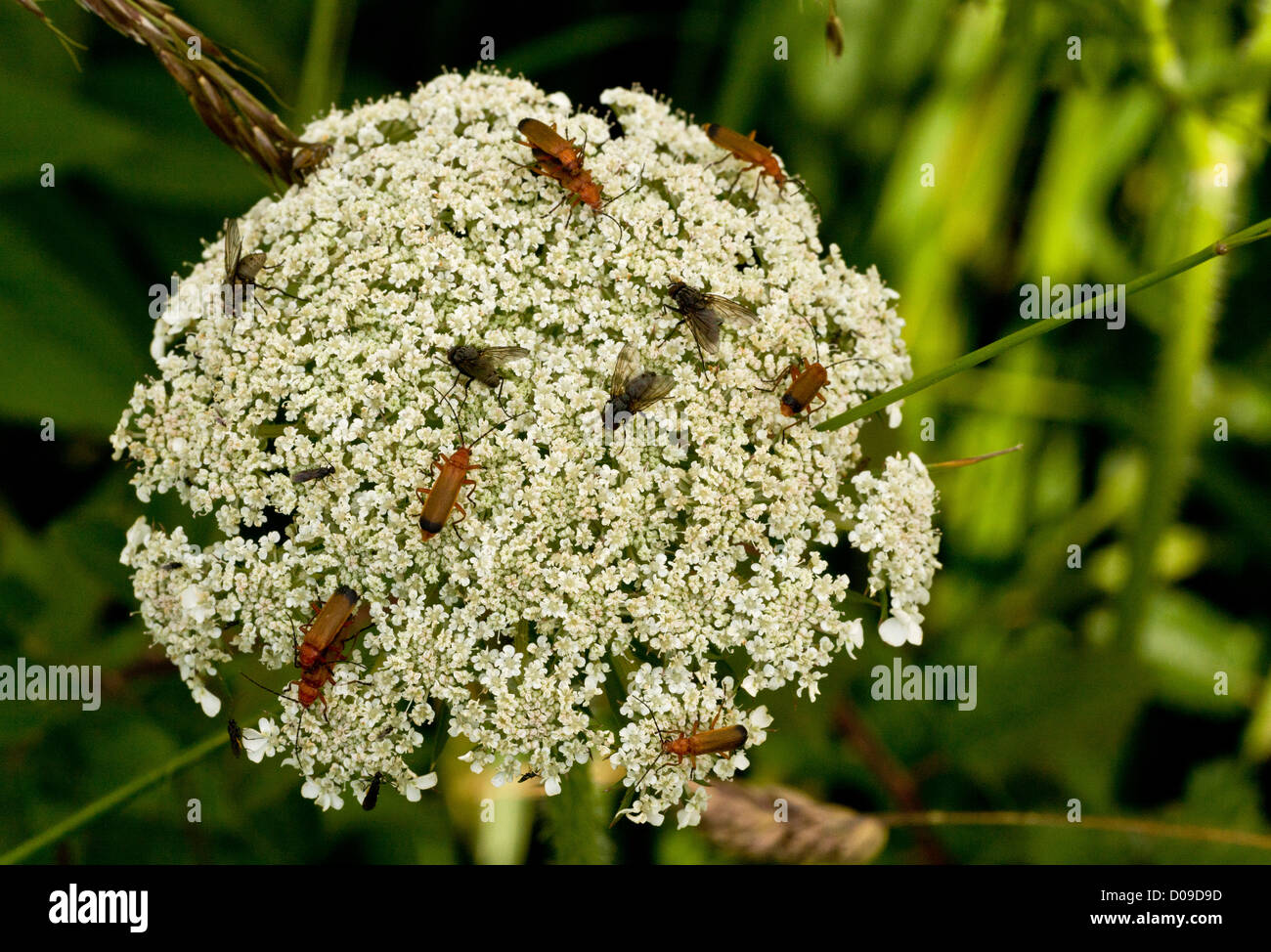 Wild carrot (daucus carota) attracting abundant insects, including  flies and soldier beetles, close-up, Berry Head, Devon, UK Stock Photo