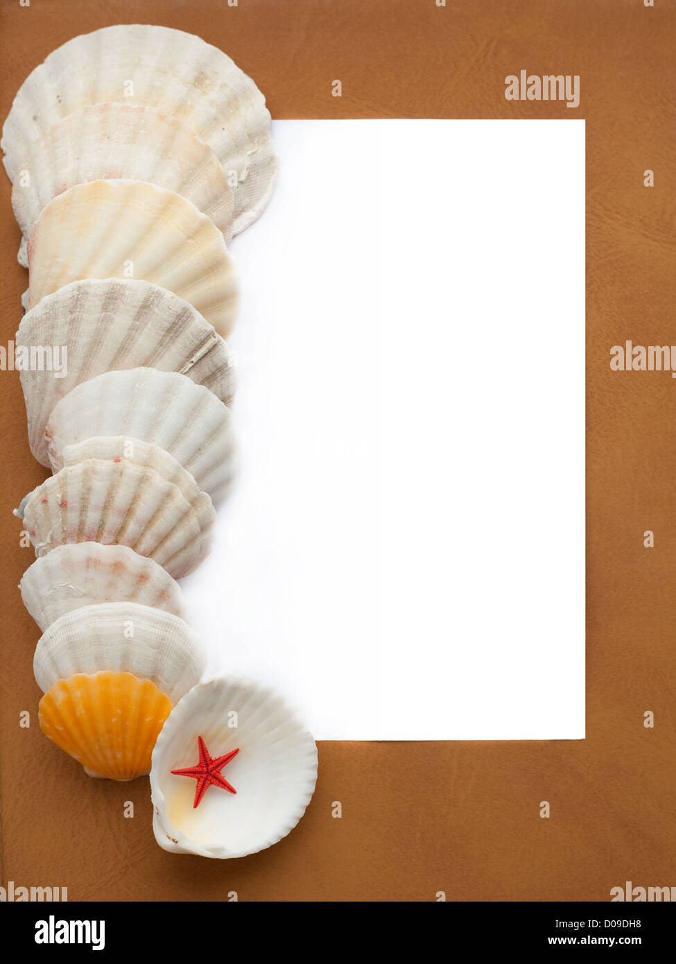 Frame with seashells and small starfish as a frame background Stock ...